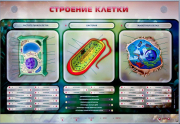Стенды для кабинета биологии - «globural.ru» - Тюмень