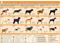 Комплект плакатов "Кинология" - «globural.ru» - Тюмень