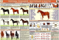 Комплект плакатов "Служебное коневодство" - «globural.ru» - Тюмень