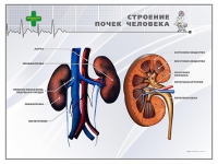 Стенд "Строение почки человека" - «globural.ru» - Тюмень