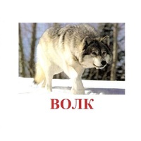 Карточки Домана "Дикие животные-1" - «globural.ru» - Тюмень