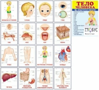 Раздаточные карточки "Тело человека" - «globural.ru» - Тюмень