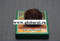 Сухой препарат "Еж морской" - «globural.ru» - Тюмень