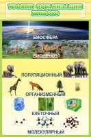 Стенд "Уровни организации живого" - «globural.ru» - Тюмень