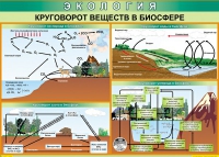 Таблица Круговорот веществ в биосфере 1000*700 винил - «globural.ru» - Тюмень