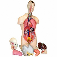 Торс человека разборный (42 см.) - «globural.ru» - Тюмень