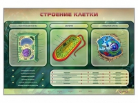 Электрифицированный стенд "Строение клетки" с маркерными полями - «globural.ru» - Тюмень