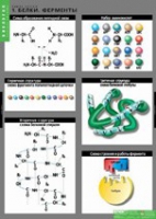 Биология. Химия клетки (комплект таблиц) - «globural.ru» - Тюмень