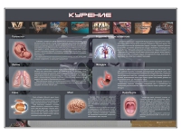 Стенд "Курение" (вариант 1) - «globural.ru» - Тюмень