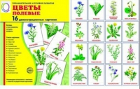 Демонстрационные карточки "Цветы полевые" - «globural.ru» - Тюмень