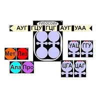 Модель-аппликация "Биосинтез белка" (ламинированная) - «globural.ru» - Тюмень