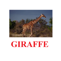 "Wild Animals-1" ("Дикие животные-1") английские карточки Домана - «globural.ru» - Тюмень