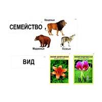 Модель-аппликация "Классификация растений и животных" (ламинированная) - «globural.ru» - Тюмень
