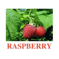 "Berries-1" ("Ягоды-1") английские карточки Домана - «globural.ru» - Тюмень