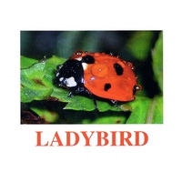"Insects" ("Насекомые") английские карточки Домана - «globural.ru» - Тюмень