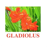 "Flowers-1" ("Цветы-1") английские карточки Домана - «globural.ru» - Тюмень