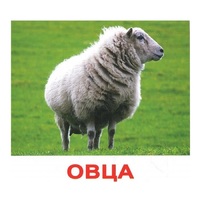 .Карточки Домана "Домашние животные" - «globural.ru» - Тюмень