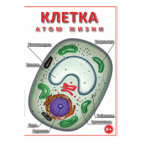DVD Клетка - "атом жизни" - «globural.ru» - Тюмень