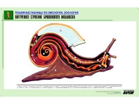 Рельефная таблица "Внутреннее строение брюхоногого моллюска" (формат А1, матовое ламинир.) - «globural.ru» - Тюмень