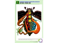 Рельефная таблица "Внутреннее строение жука" (формат А1, матовое ламинир.) - «globural.ru» - Тюмень