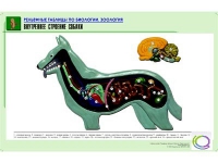 Рельефная таблица "Внутреннее строение собаки" (формат А1, матовое ламинир.) - «globural.ru» - Тюмень