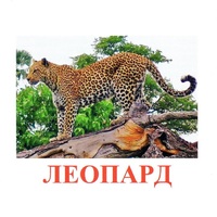 Карточки Домана "Дикие животные-2" - «globural.ru» - Тюмень