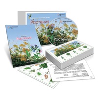 Комбинированное наглядное пособие «Растения» - «globural.ru» - Тюмень