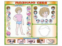 Стенд маркерный "Познаю себя" (тело, голова, органы чувств) - «globural.ru» - Тюмень