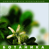 Ботаника. (Цифровая база изображений) - «globural.ru» - Тюмень