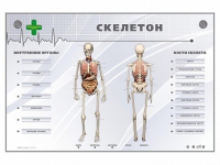 Электрифицированный стенд-тренажер "Скелетон" - «globural.ru» - Тюмень