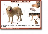 Ознакомление с окружающим миром. 1-4 класс. Комплект таблиц. Наглядные пособия для начальной школы, учебные пособия - «globural.ru» - Тюмень