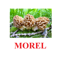 "Mushrooms" ("Грибы") английские карточки Домана - «globural.ru» - Тюмень