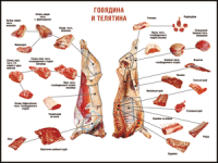 Правила разделки мясных туш "Говядина и телятина" 1000*1400 винил - «globural.ru» - Тюмень