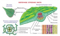 Плакаты и таблицы по биологии - «globural.ru» - Тюмень