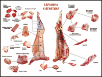 Правила разделки мясных туш "Баранина и ягнятина" 1000*1400 винил - «globural.ru» - Тюмень