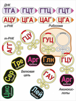 Модель-аппликация Биосинтез белка - «globural.ru» - Тюмень