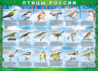 Таблица Птицы России из  4 листов в комплекте 1000*1400 винил	 - «globural.ru» - Тюмень