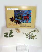 Гербарий Деревья и кустарники (20 видов) - «globural.ru» - Тюмень