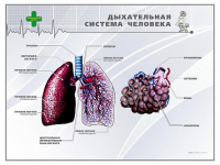 Стенд "Дыхательная система человека" - «globural.ru» - Тюмень
