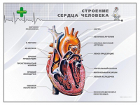 Стенд "Строение сердца человека" - «globural.ru» - Тюмень