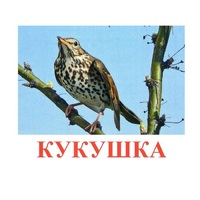 Карточки Домана "Птицы-3" - «globural.ru» - Тюмень