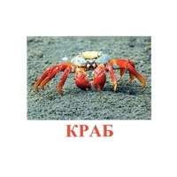 Карточки Домана "Подводный мир" - «globural.ru» - Тюмень