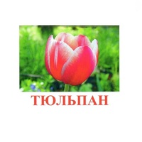 Карточки Домана "Цветы-1" - «globural.ru» - Тюмень