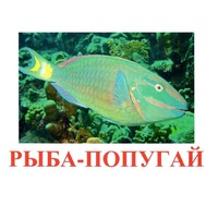 Карточки Домана "Рыбы" - «globural.ru» - Тюмень