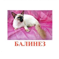 Карточки Домана "Породы кошек" - «globural.ru» - Тюмень