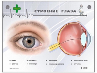Интерактивный стенд "Строение глаза" - «globural.ru» - Тюмень