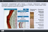 Интерактивные курсы. Биология 5 класс. Расширенный - «globural.ru» - Тюмень