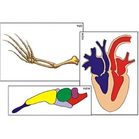 Модель-аппликация "Эволюция важнейших систем органов позвоночных" (ламинированная) - «globural.ru» - Тюмень