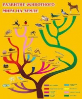 Стенд "Развитие животного мира на земле" - «globural.ru» - Тюмень