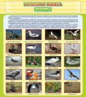 Стенд "Красная книга - птицы" - «globural.ru» - Тюмень